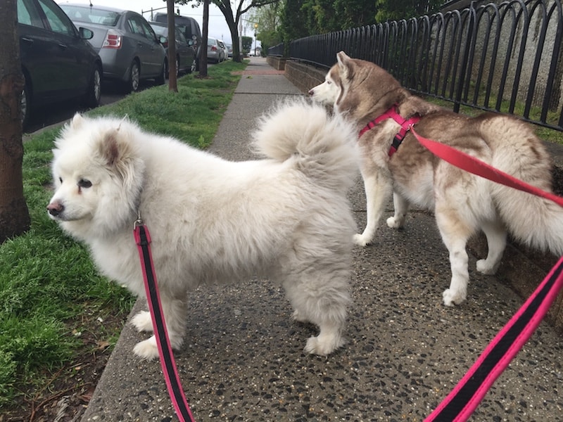 husky dog training weehawken new jersey