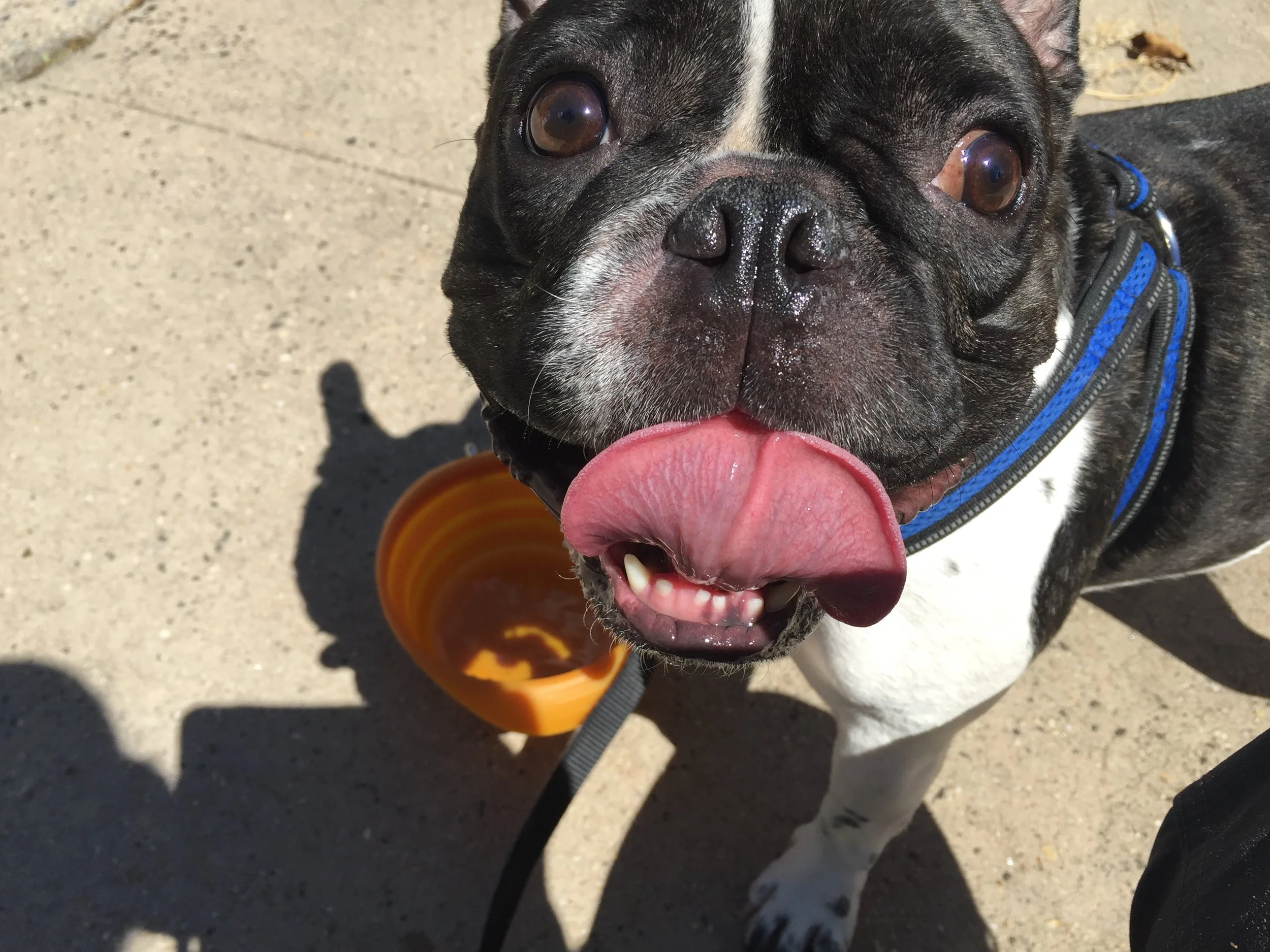 weehawken new jersey boston terrier