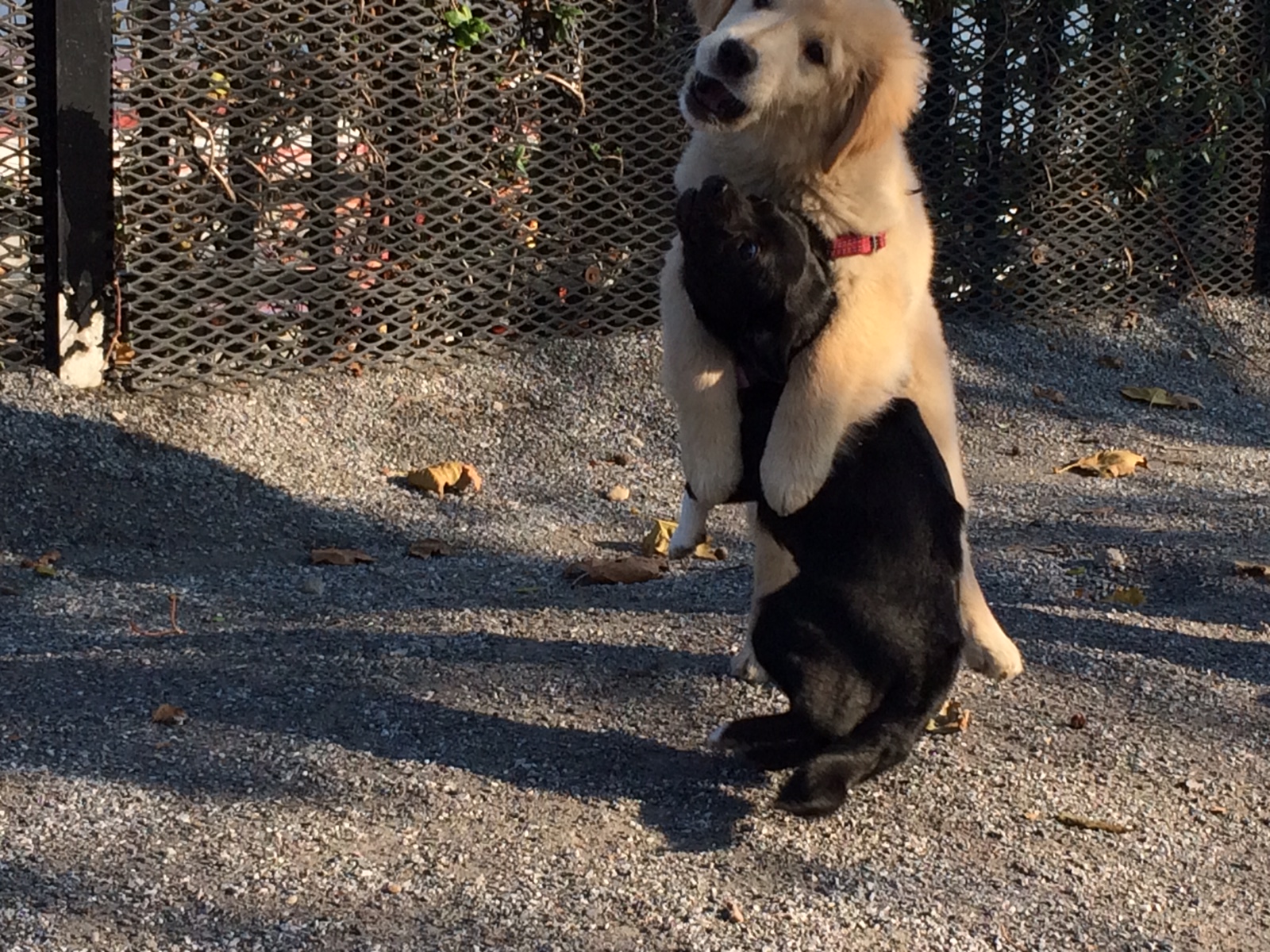 weehawken new jersey puppy socialization