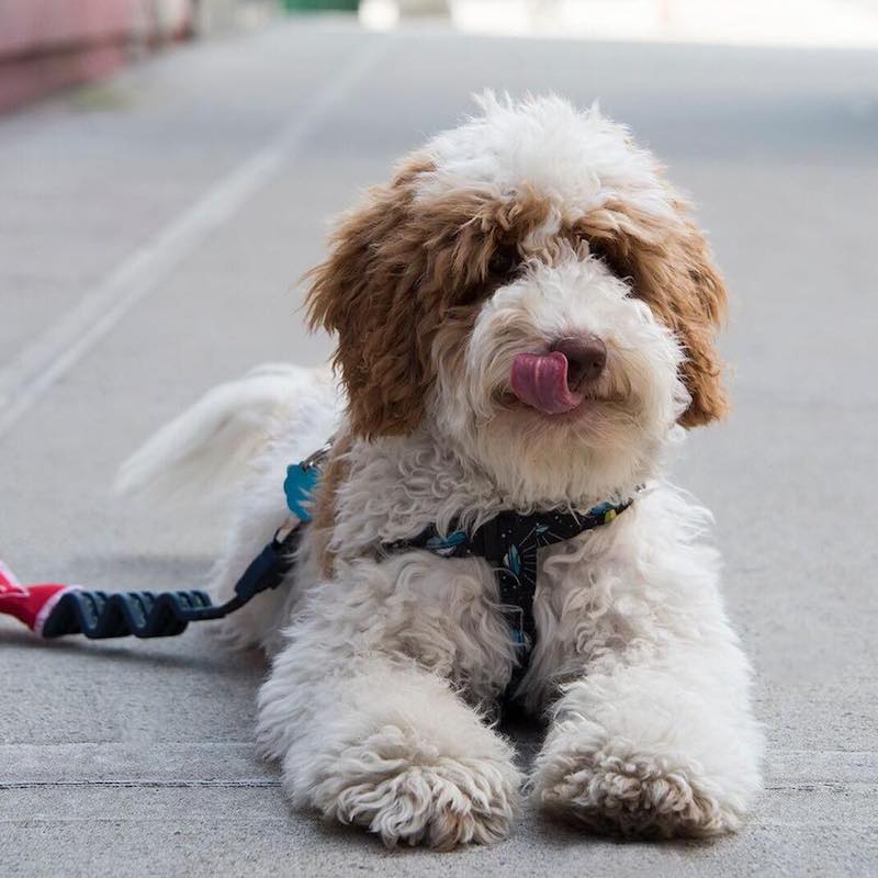 doodle dog walking dog training new jersey