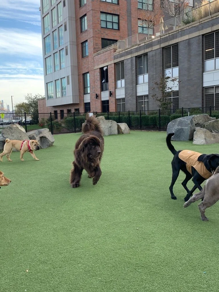 To The Dog Park ?