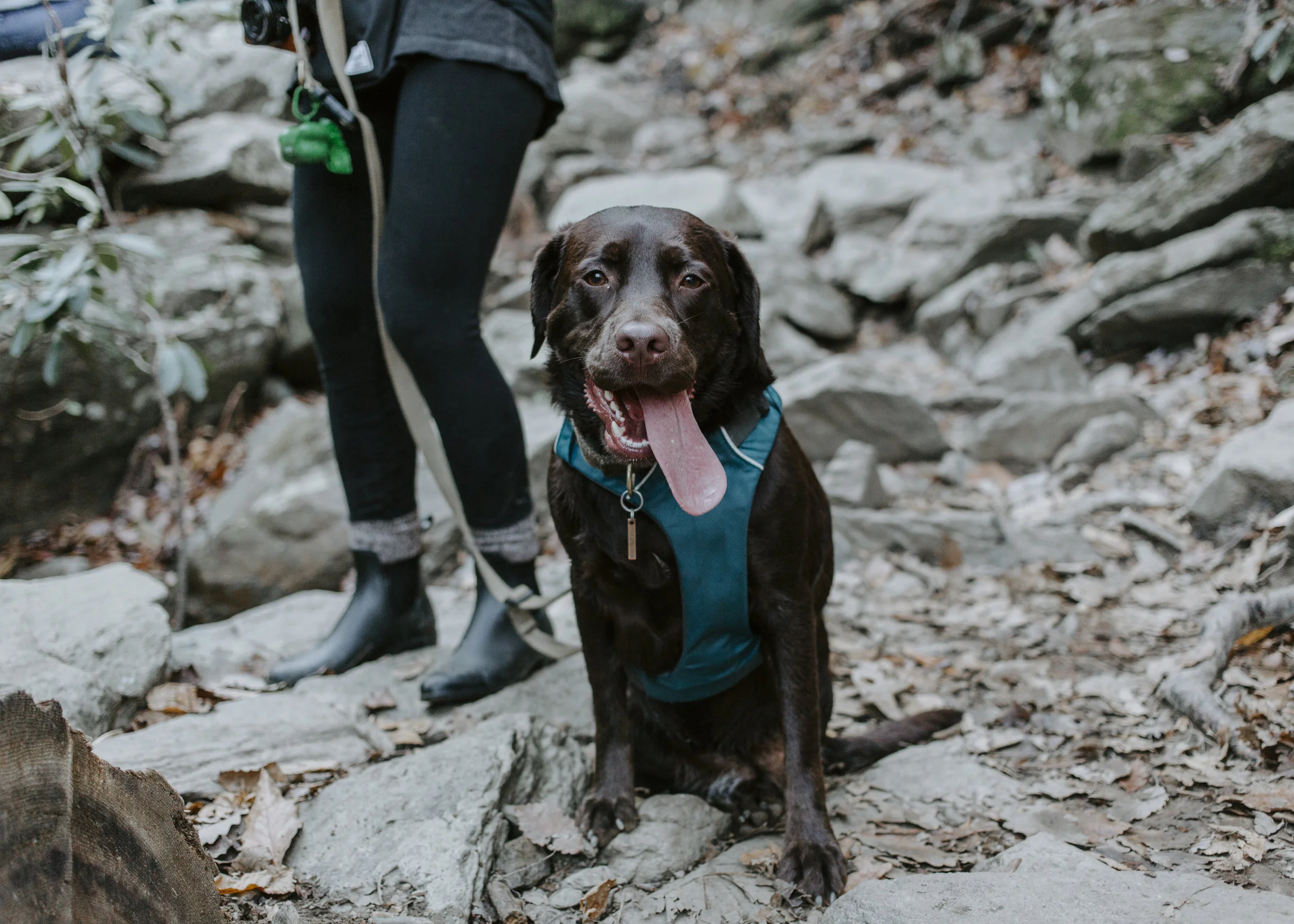 The In’s and Out’s of Hiking With Your Dog