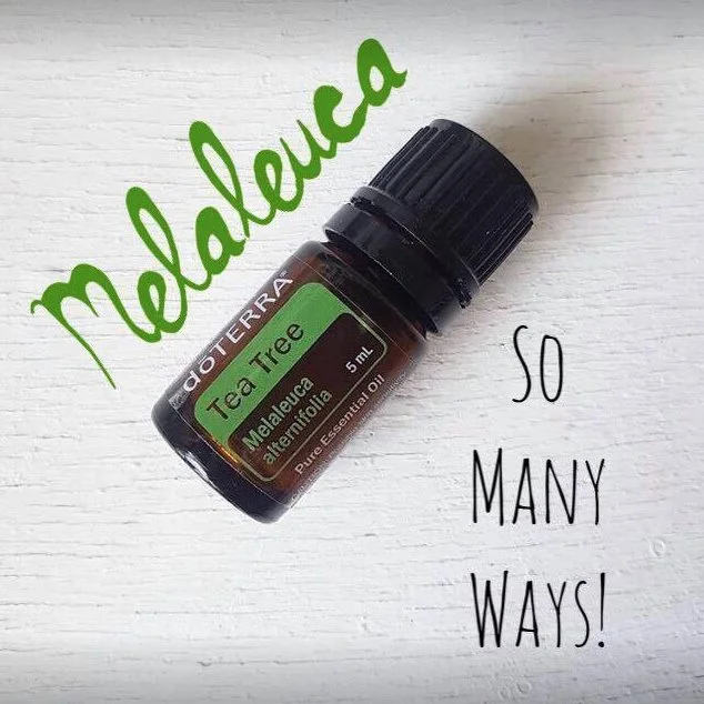 melaleuca.jpg