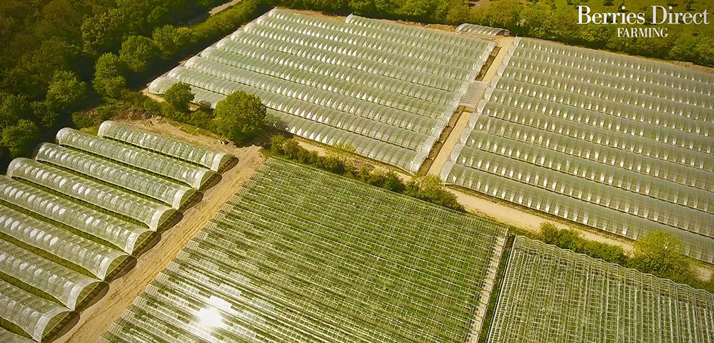 whole farm 1 berries direct.jpg