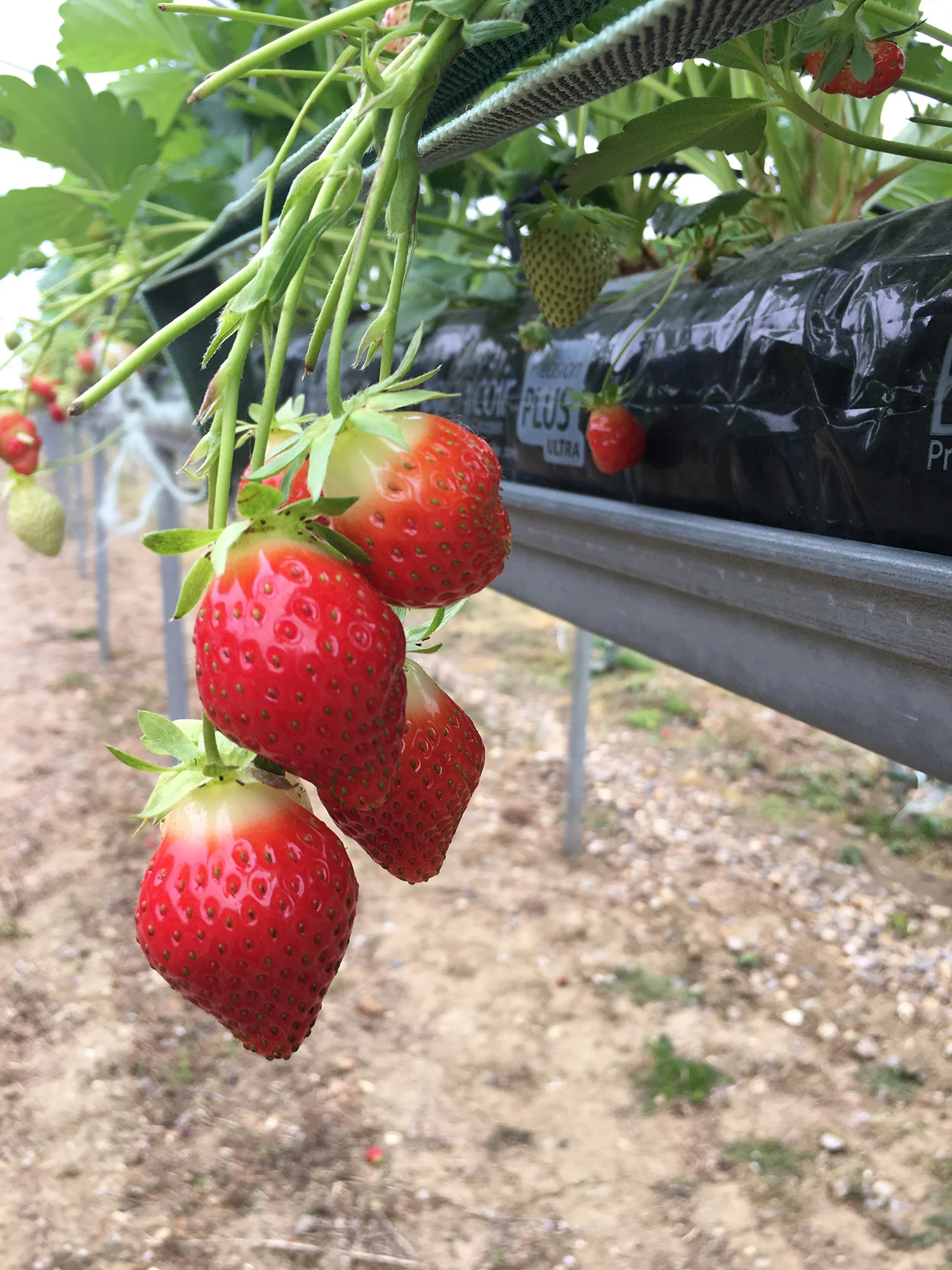 Gallery — Berries Direct