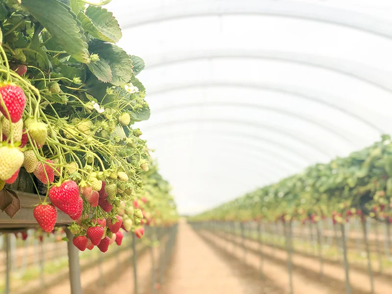 Love Fresh Berries Ask a Grower series — Berries Direct
