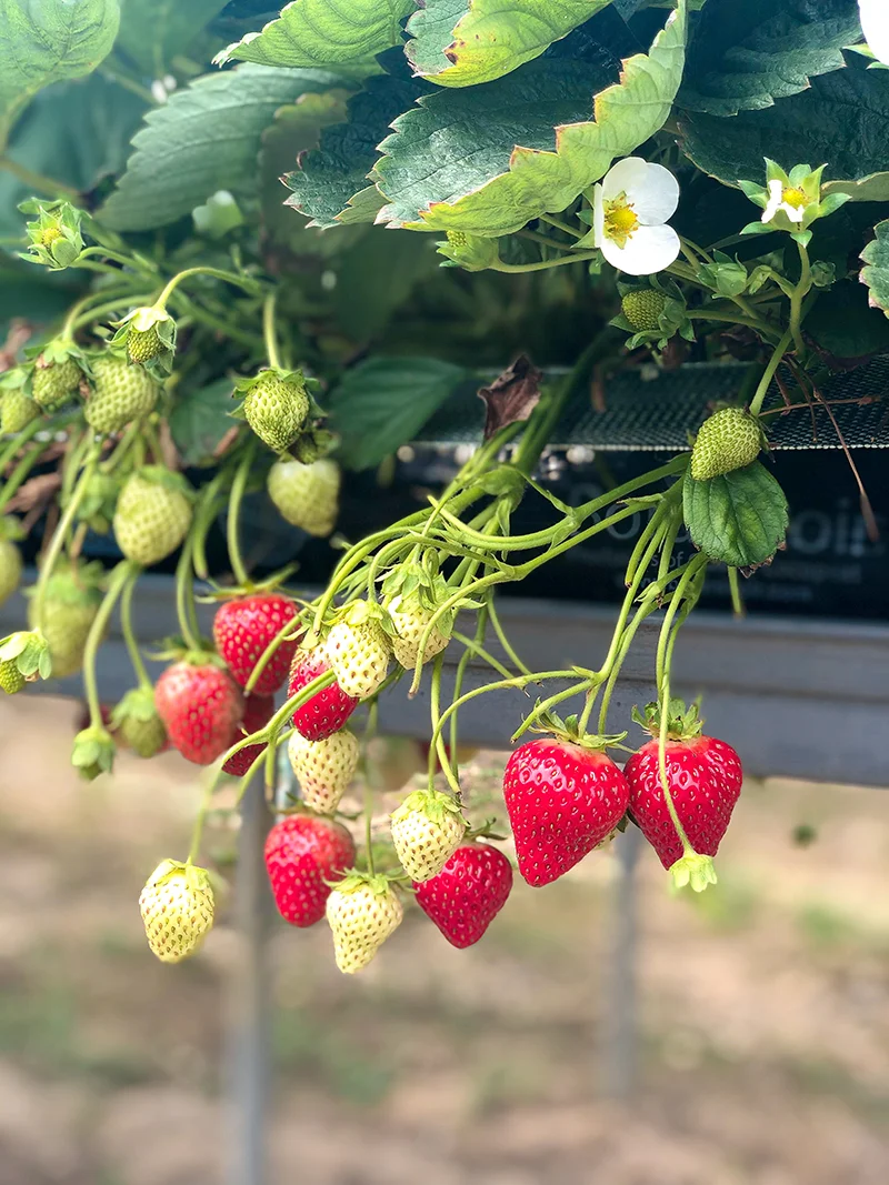 Love Fresh Berries Ask a Grower series — Berries Direct