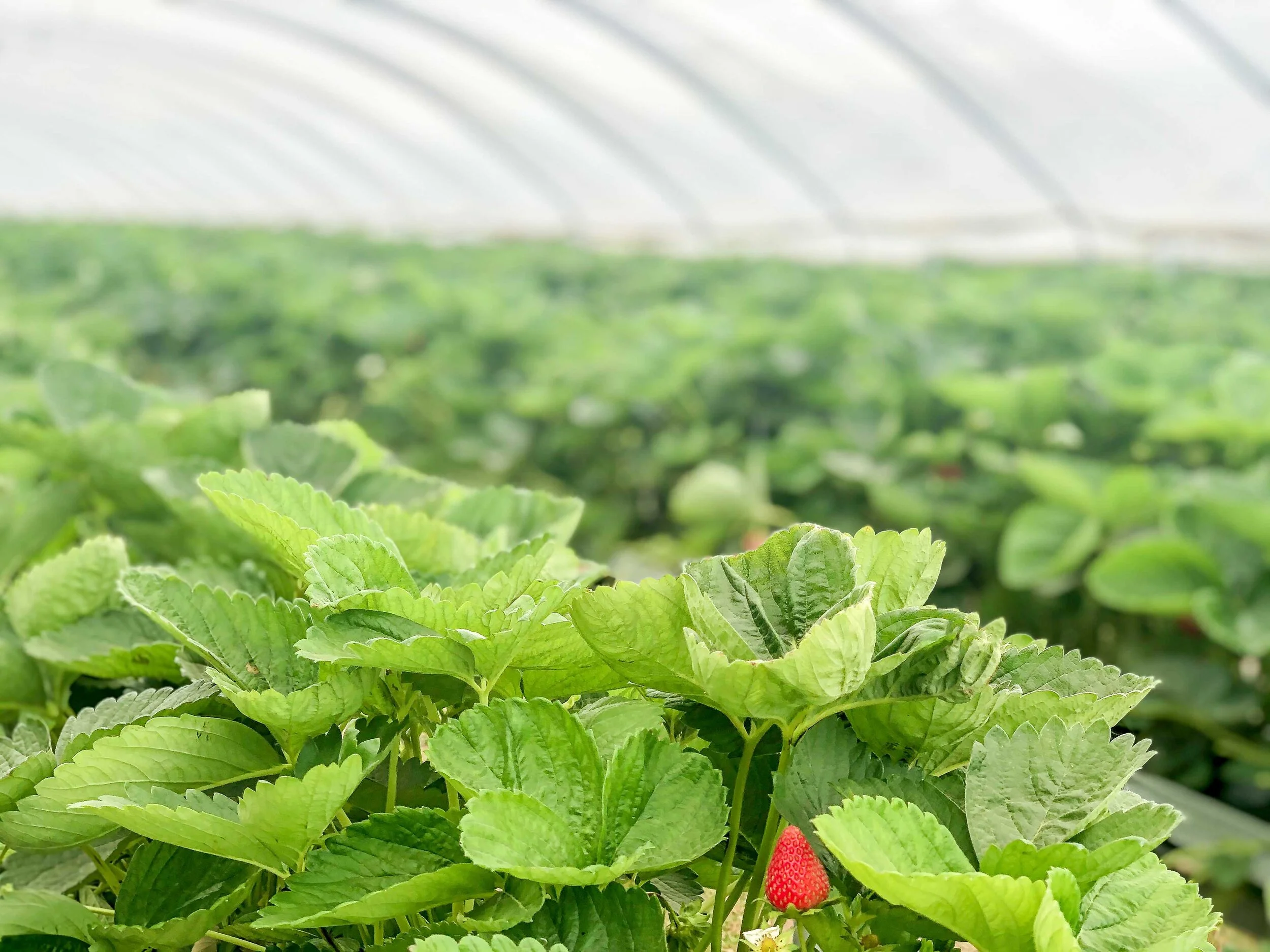 Gallery — Berries Direct