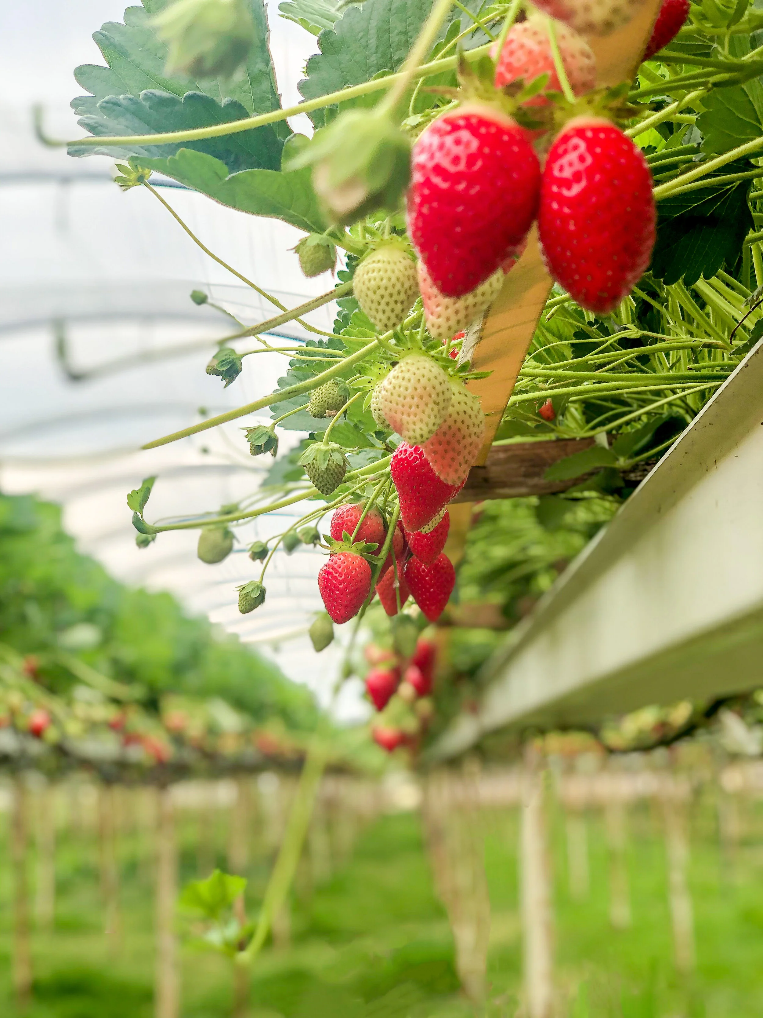 Gallery — Berries Direct