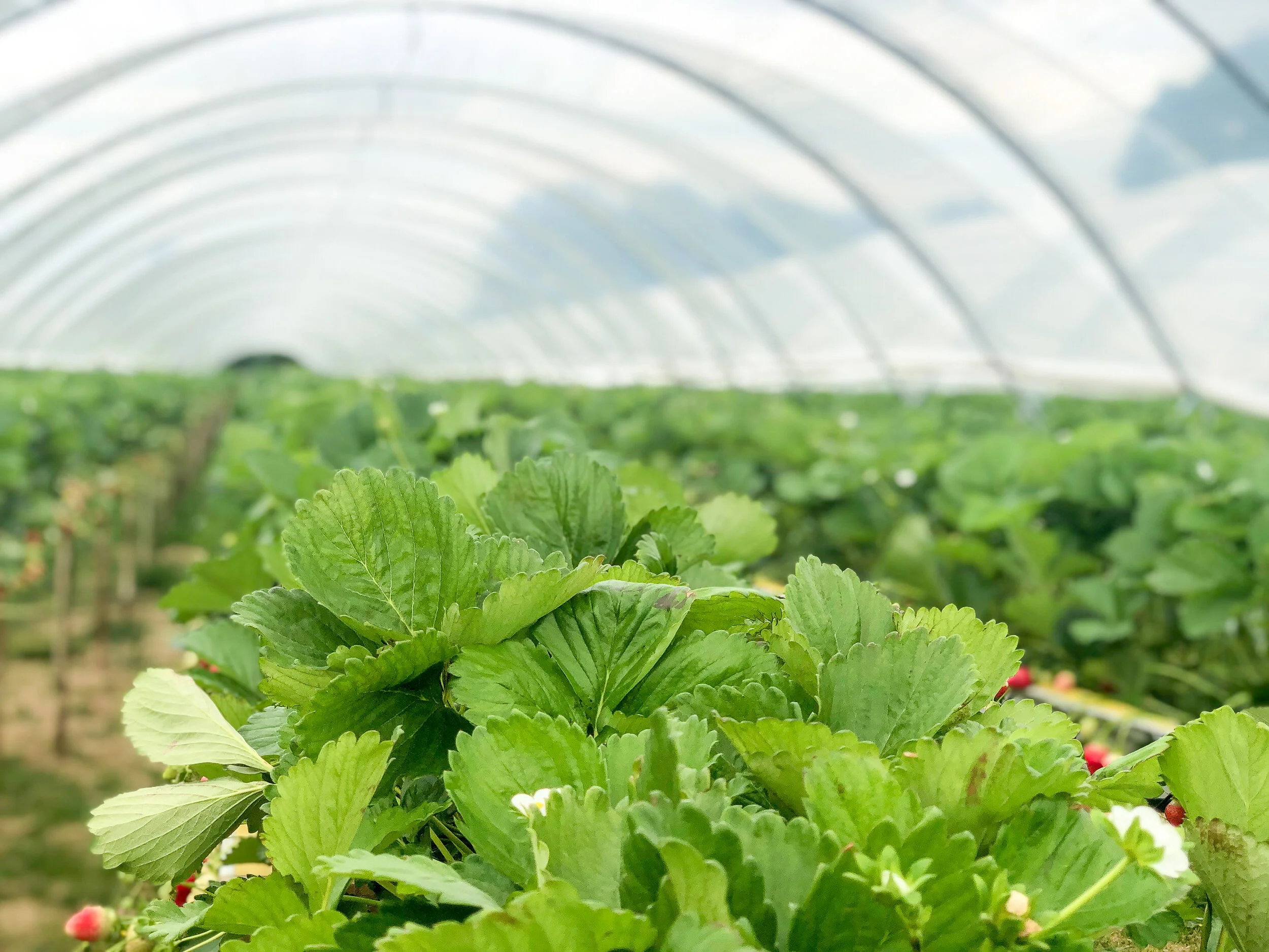 Gallery — Berries Direct