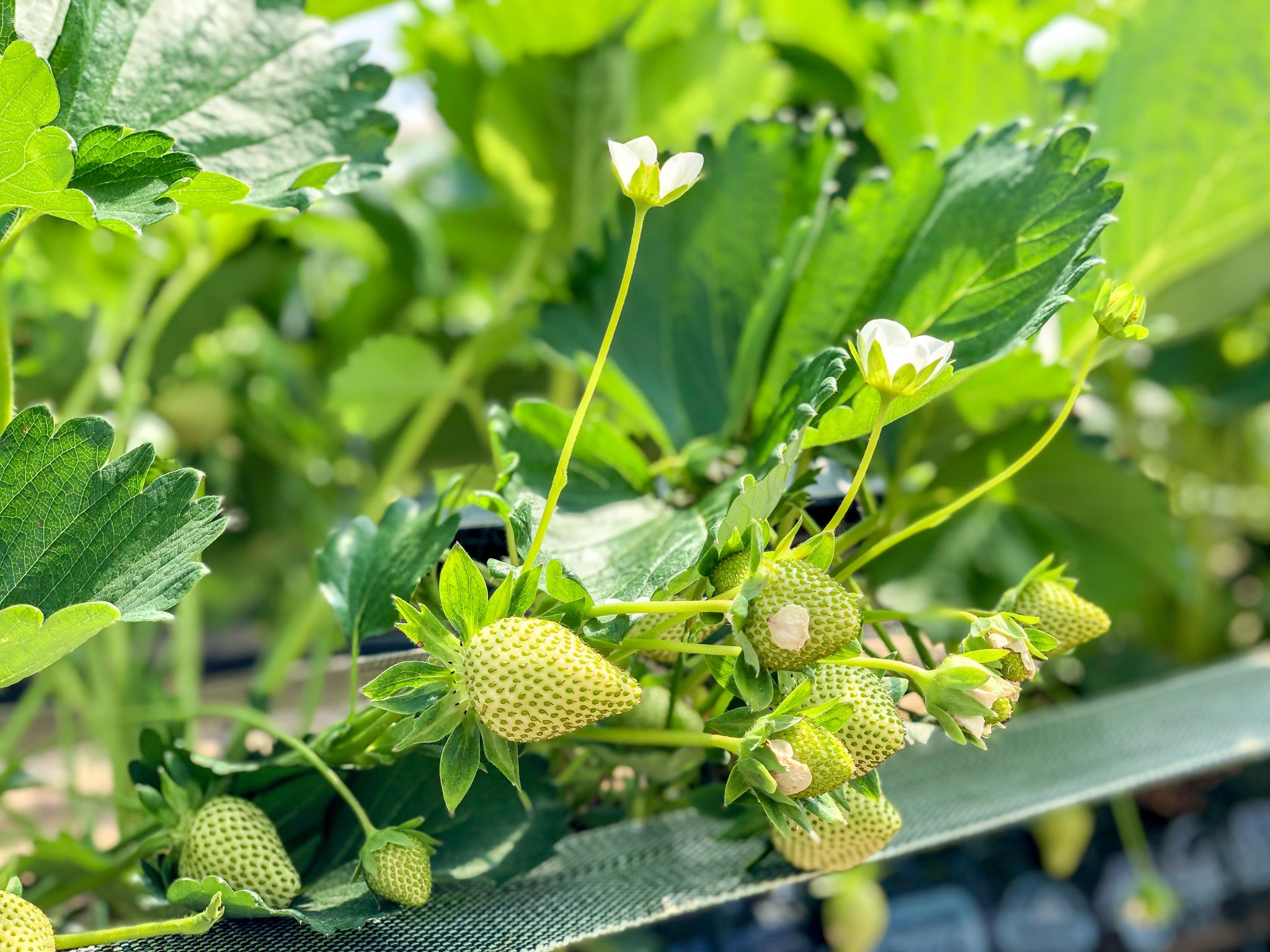 Gallery — Berries Direct