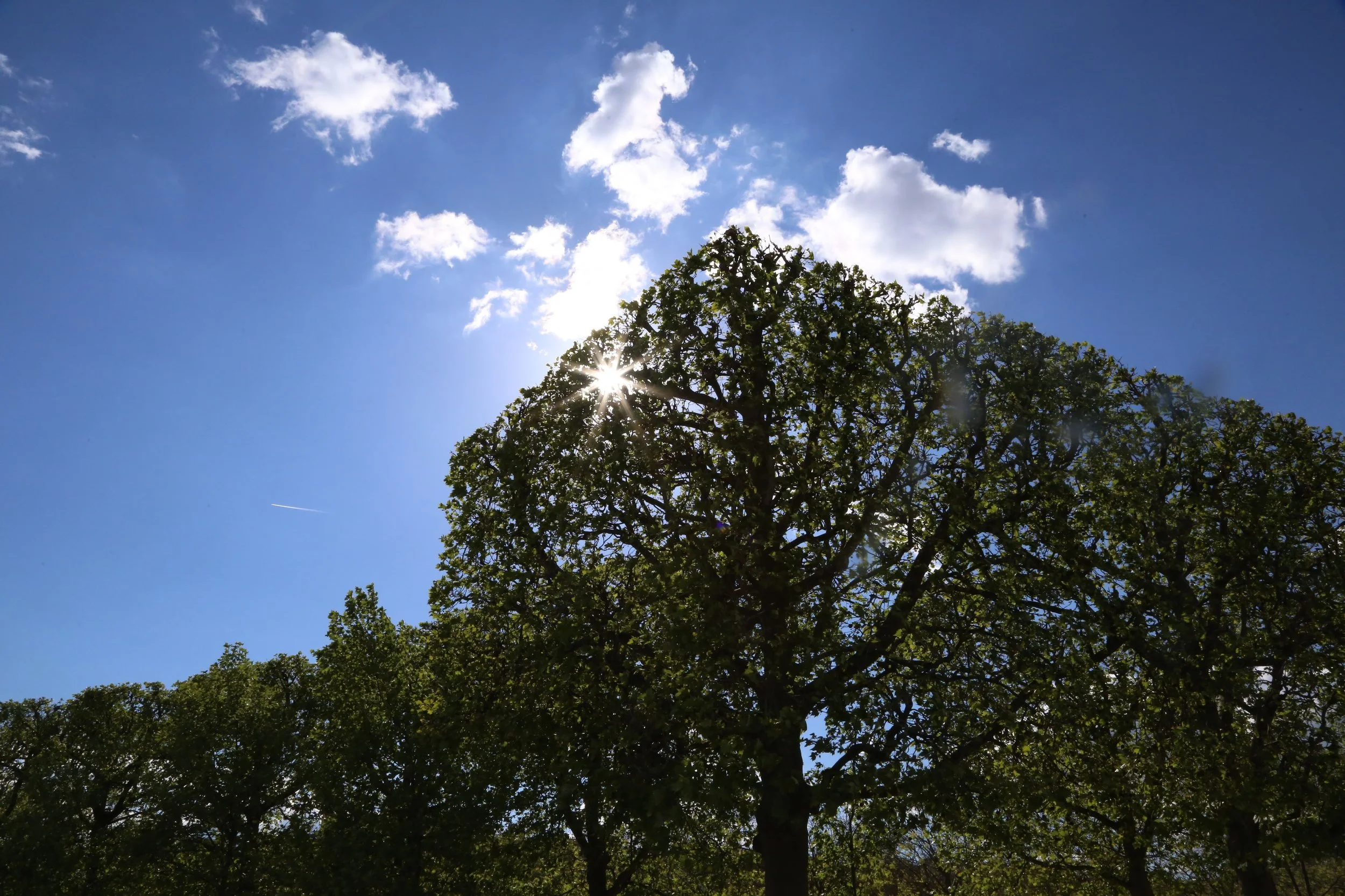Square Trees, Paris