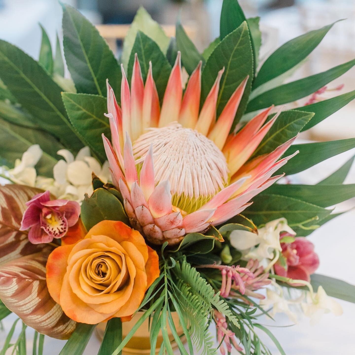 Mod tropical centerpieces for Christina &amp; Kolton: King Protea, symbol roses, &amp; those stripe-y calathea leaves&hellip;just *chefs kiss*🤌🏻
