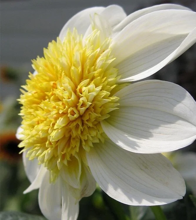 Dahlia Tubers O-Z — Crooked Barn Flower Farm