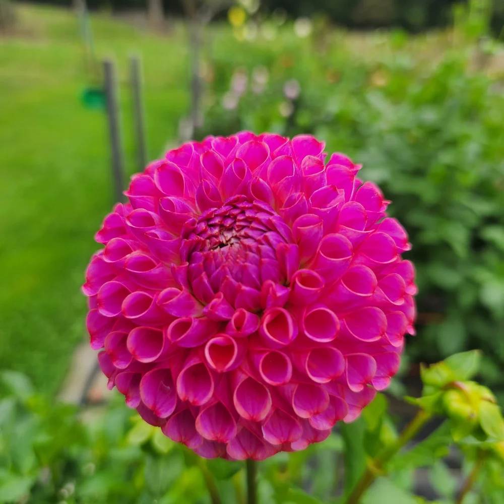 Dahlia Tubers H-N — Crooked Barn Flower Farm