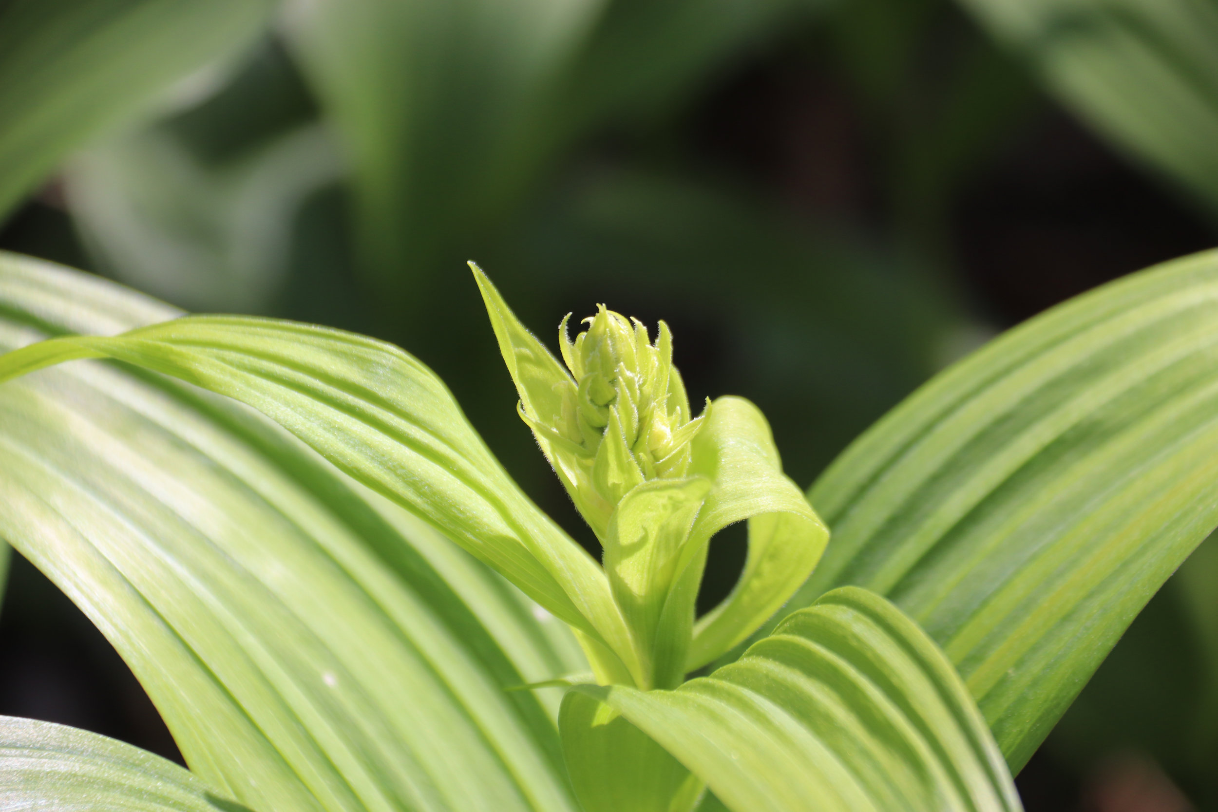 Closeup of False Hellebore just before bloom