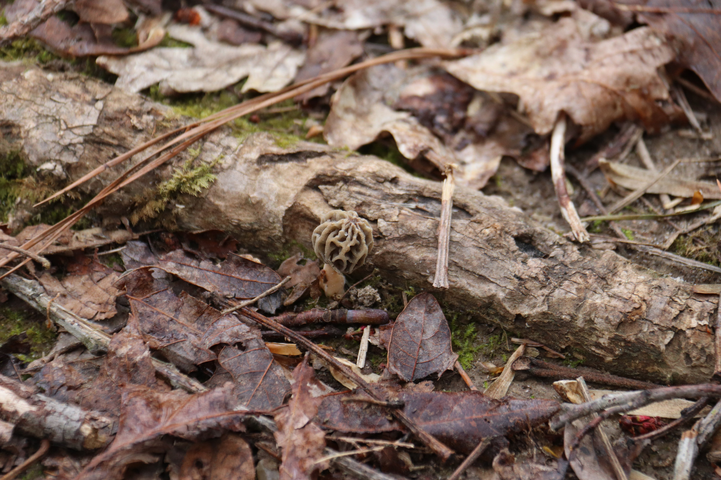 Morel Mushroom