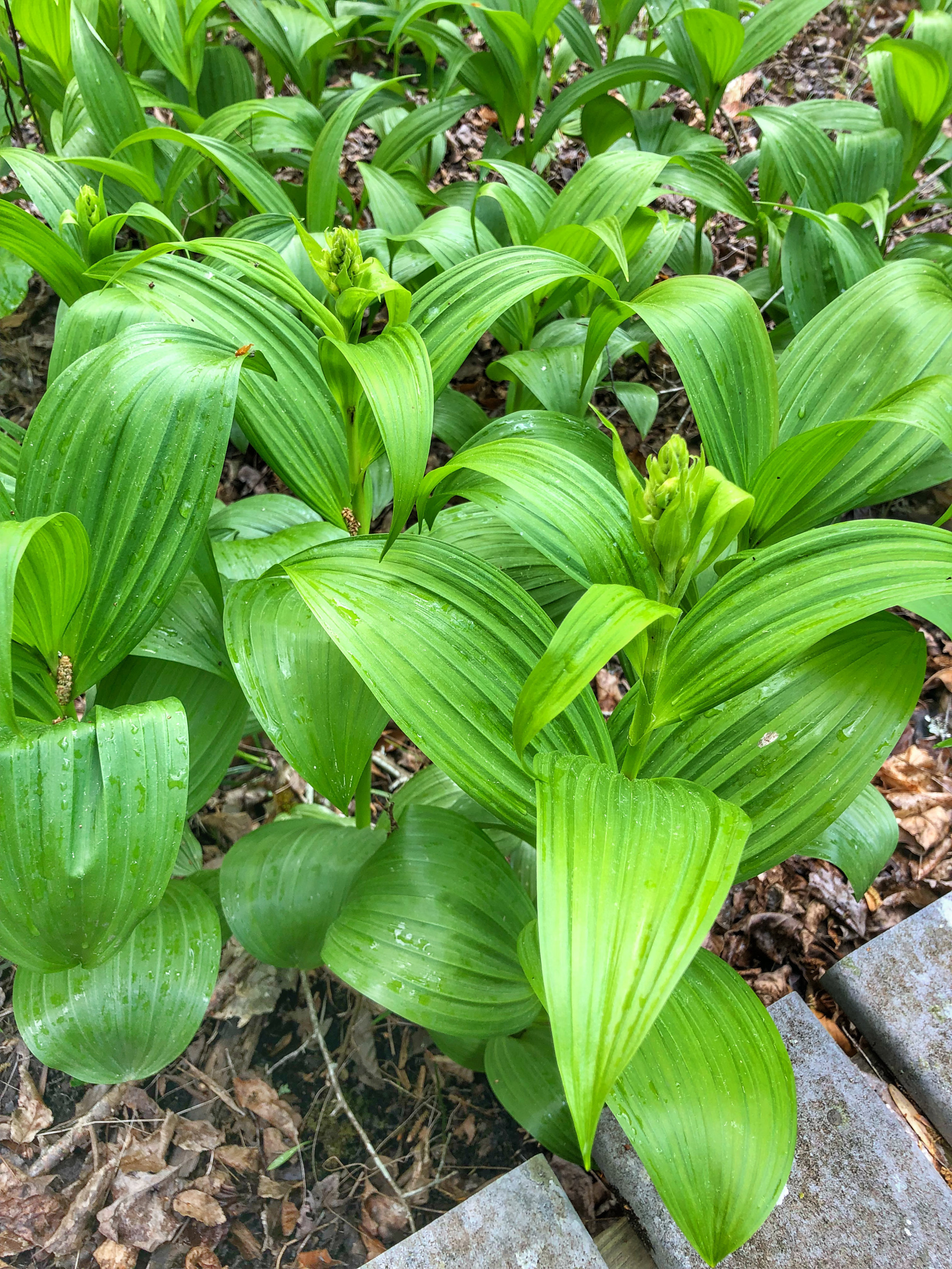 False Hellebore