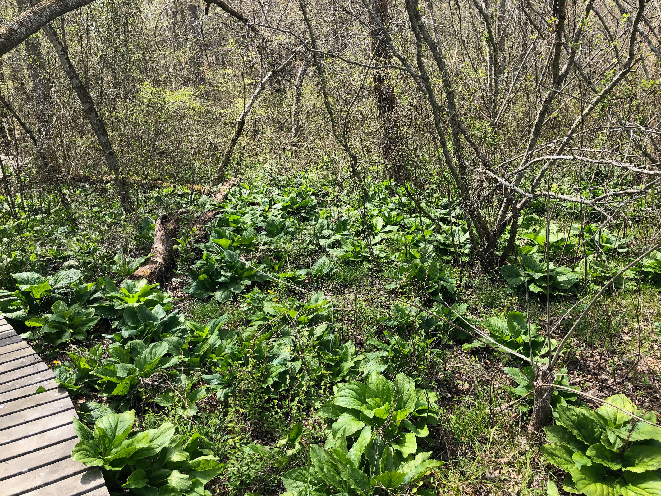 Skunk Cabbage , Marsh Marigolds and others