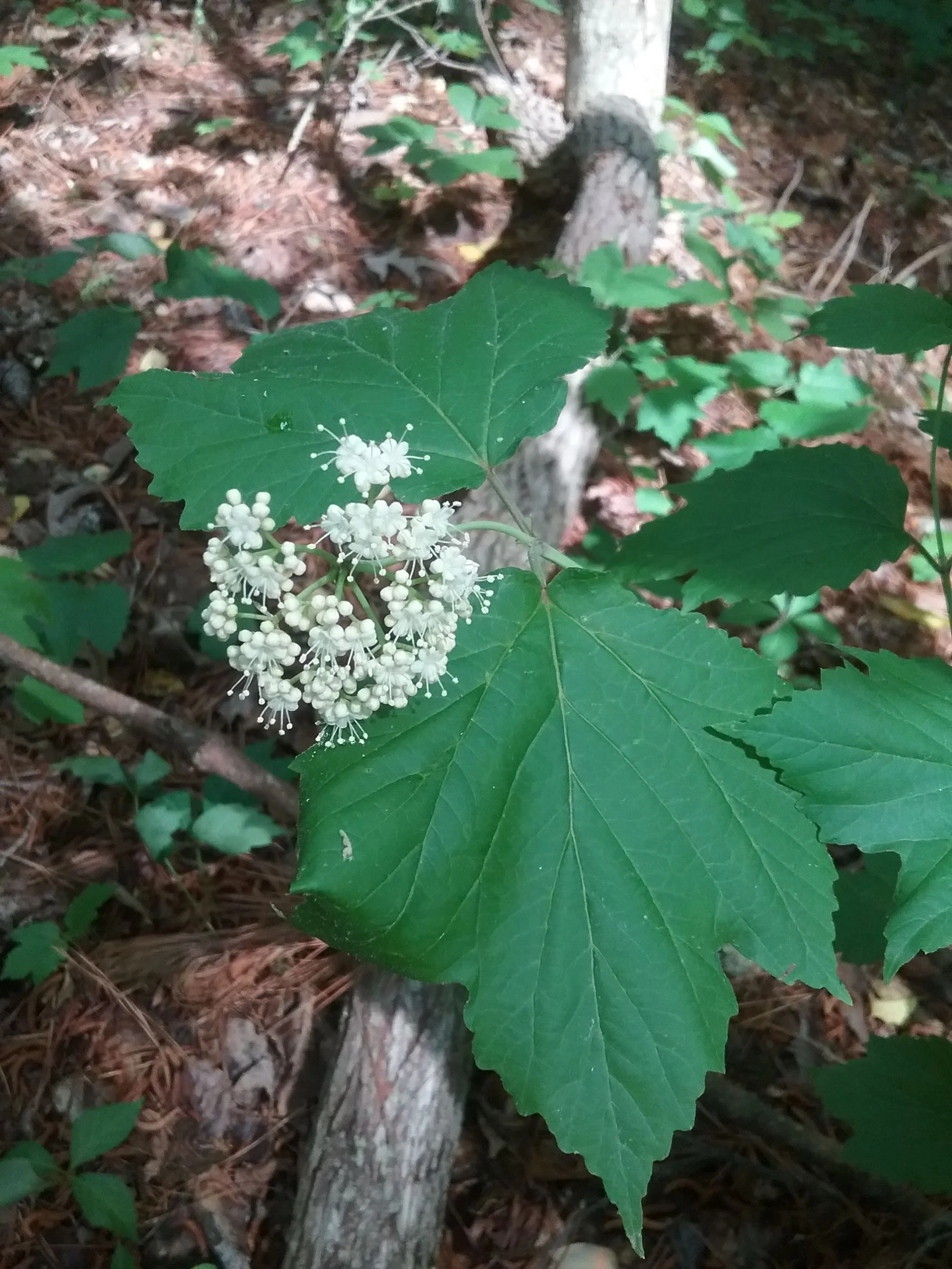 Plant of the Month May 2018