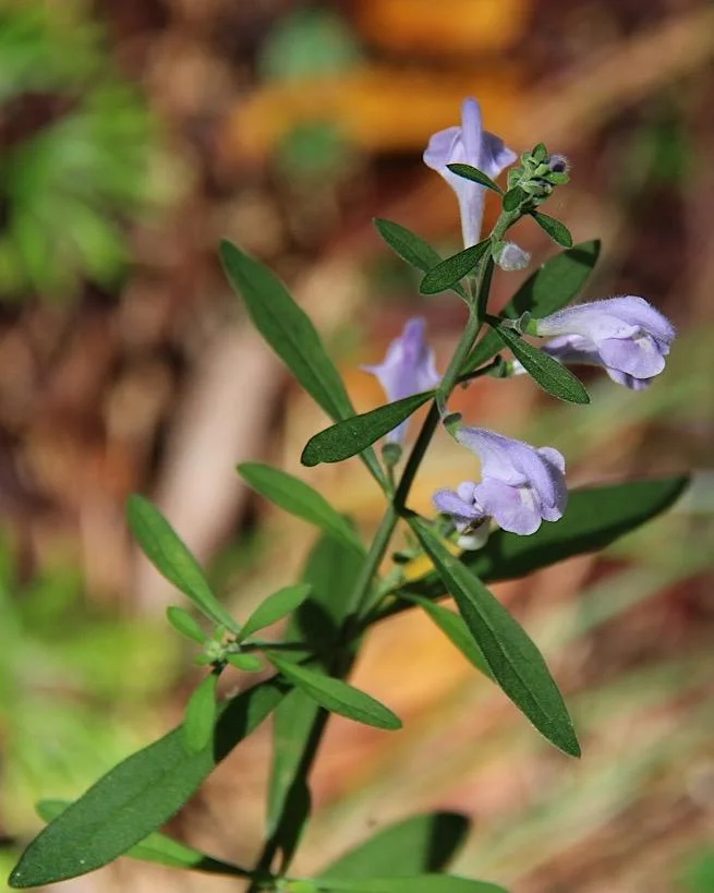 Hyssop Skullcap by Kyle Langford