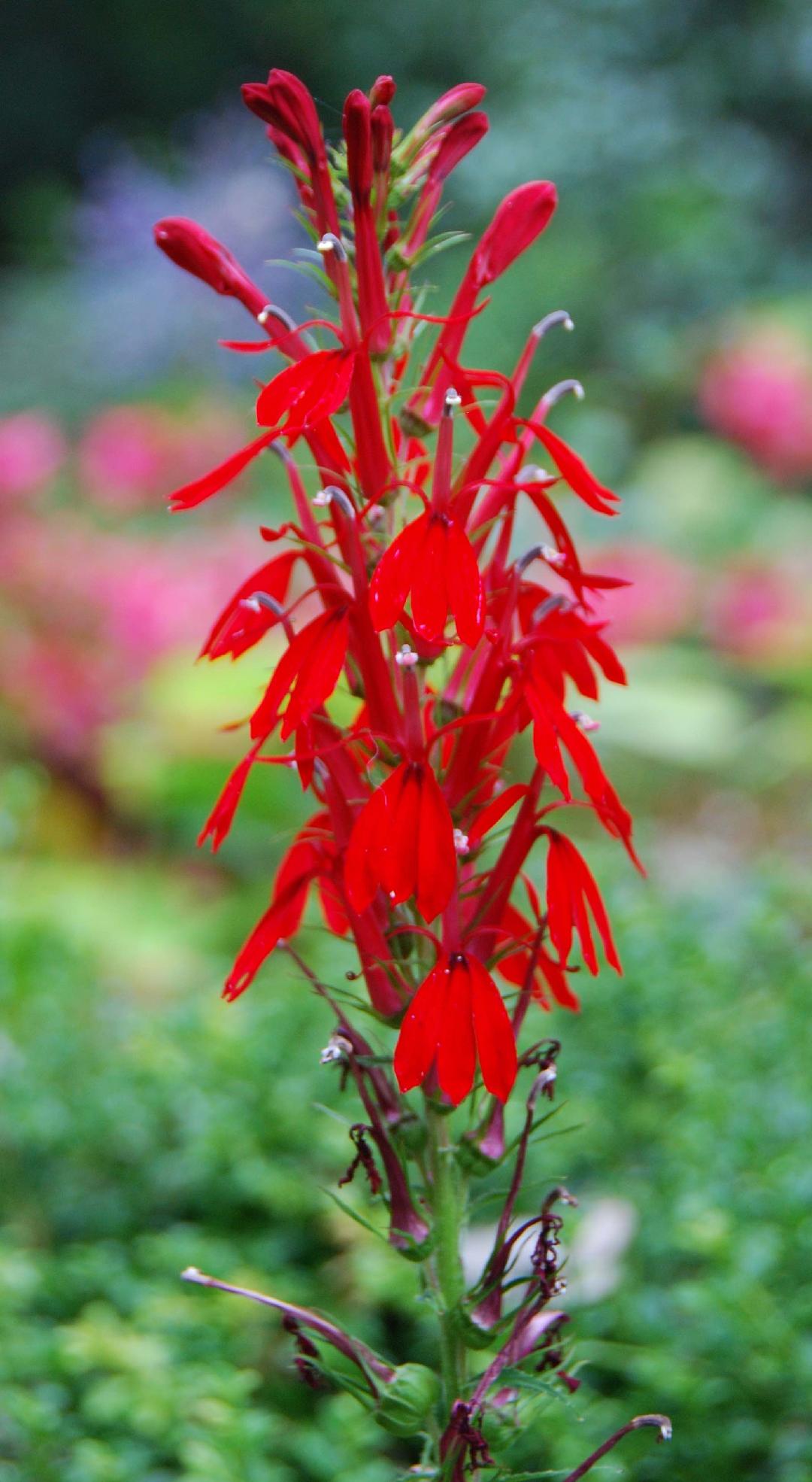 Plant of the Month August 2018: Cardinal Flower — Northern Neck Native ...