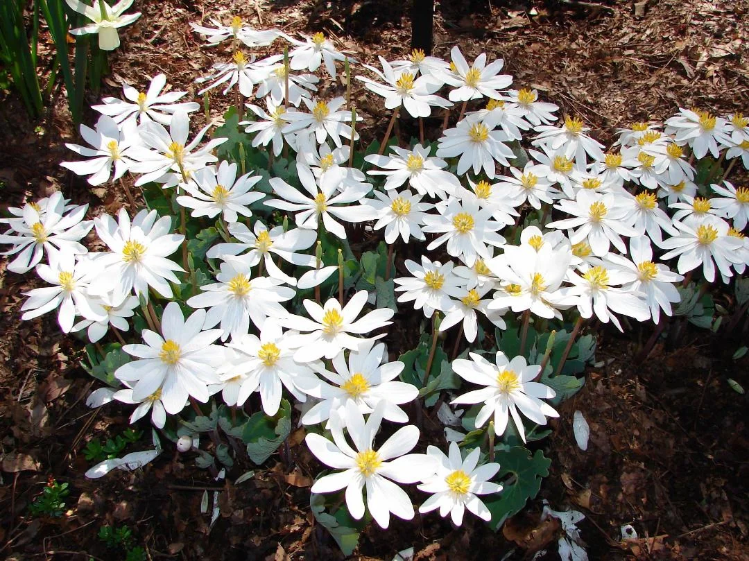 Bloodroot in bloom
