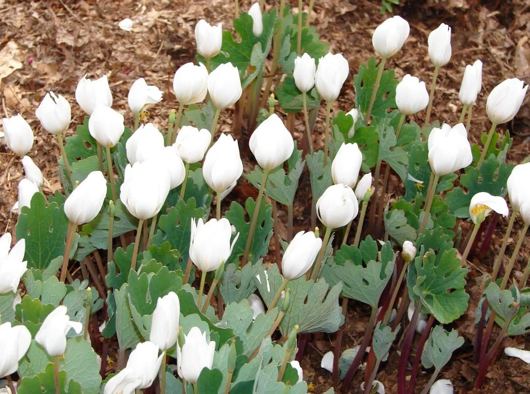 Newly emerged Bloodroot with buds and distinctive leaves