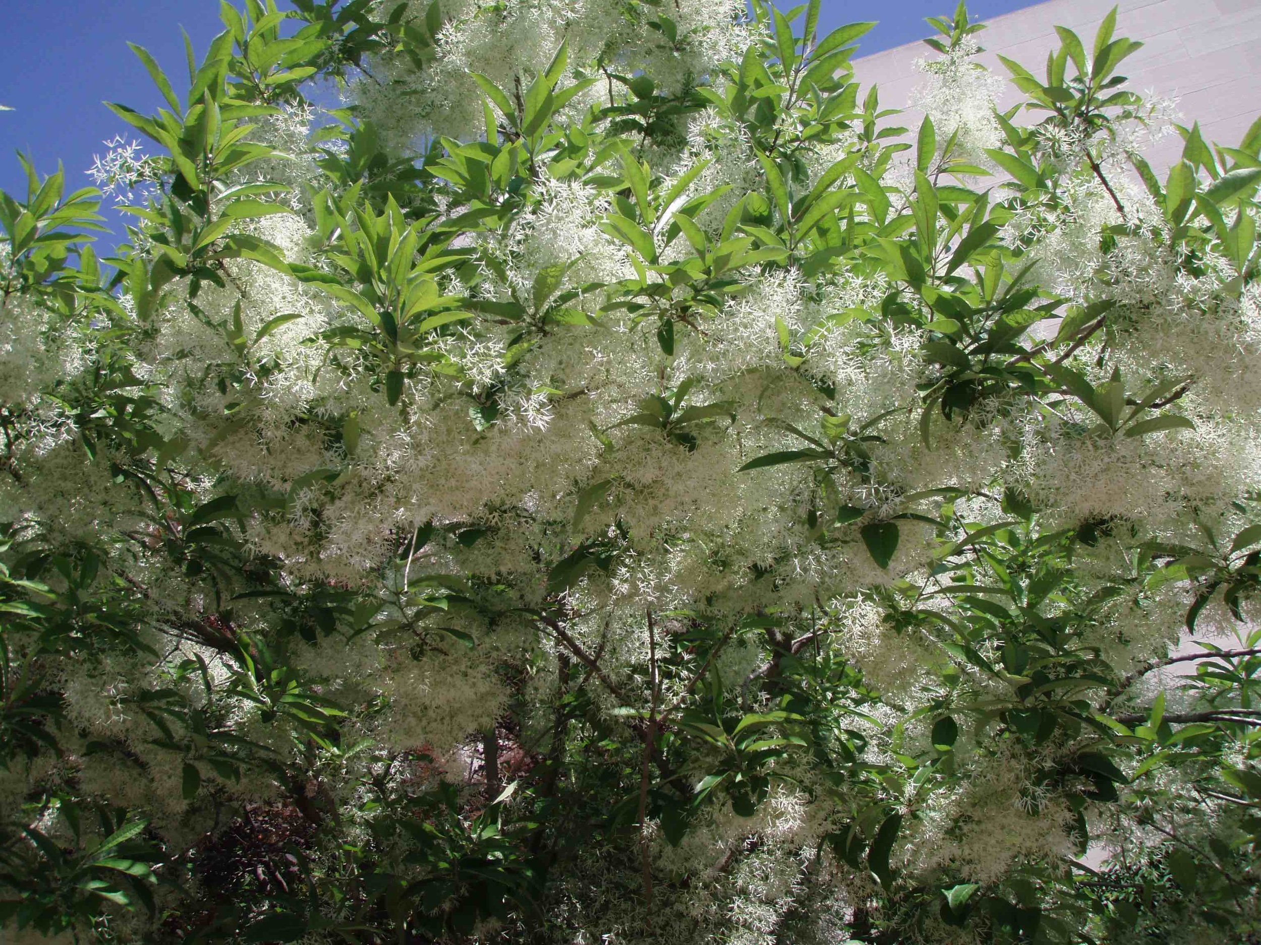 Submitted by Betsy Washington, Northern Neck Chapter of the Virginia Native Plant Society Chionanthus virginicus: Fringetree, Old Man’s Beard