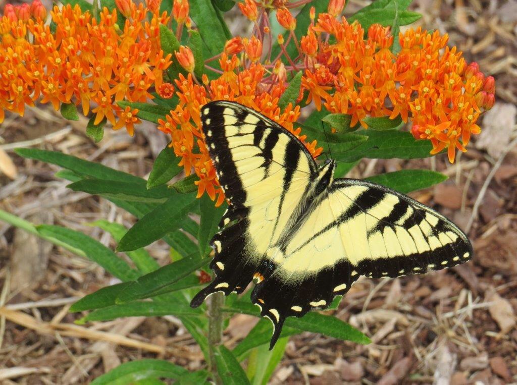 Eastern Tiger Swallowtail butterfly visiting a Butterfly-weed in bloom. Photo by Betsy Washington.