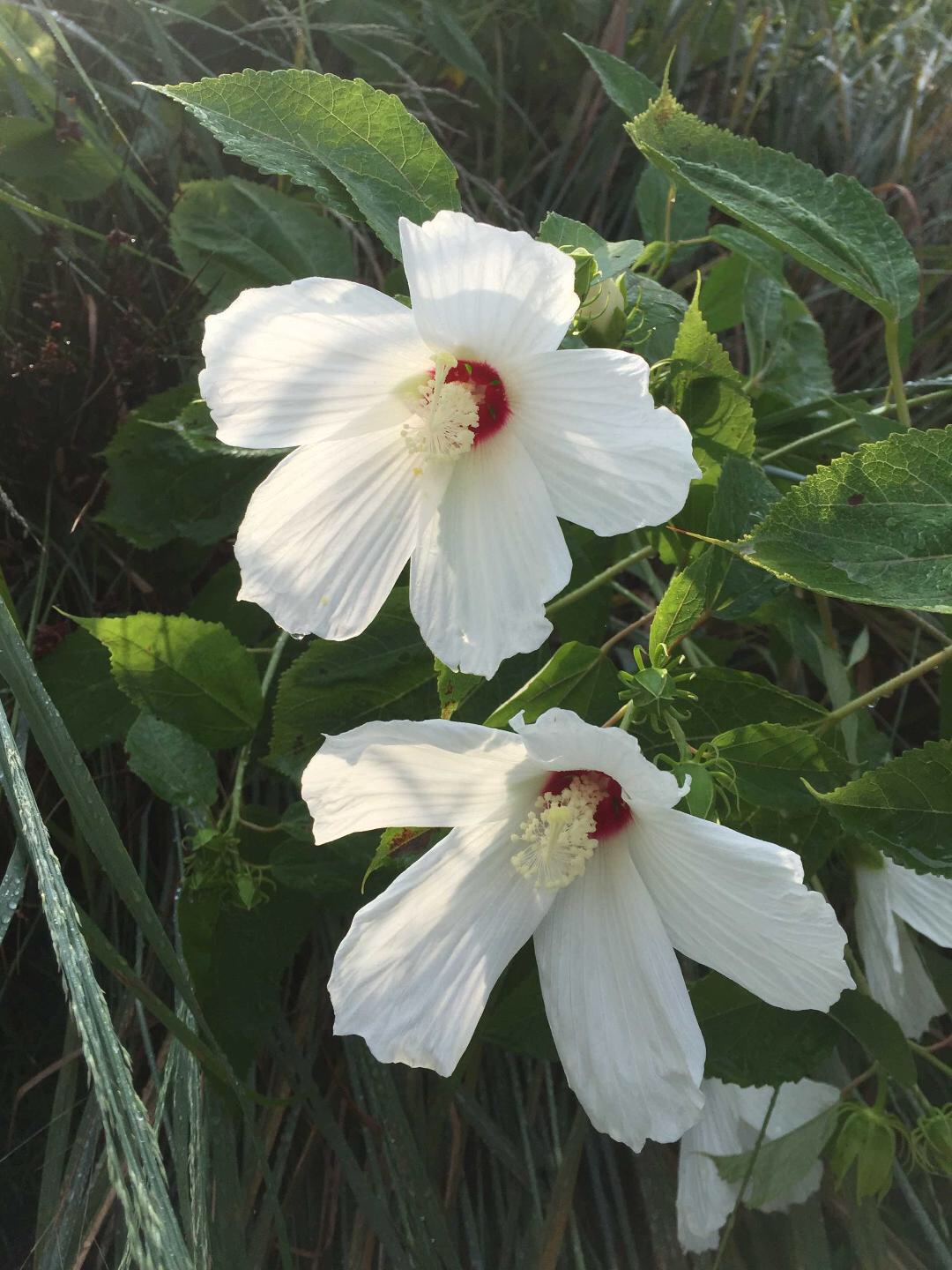 Swamp Rose-mallow (Hibiscus moscheutos). Photo by Betsy Washington