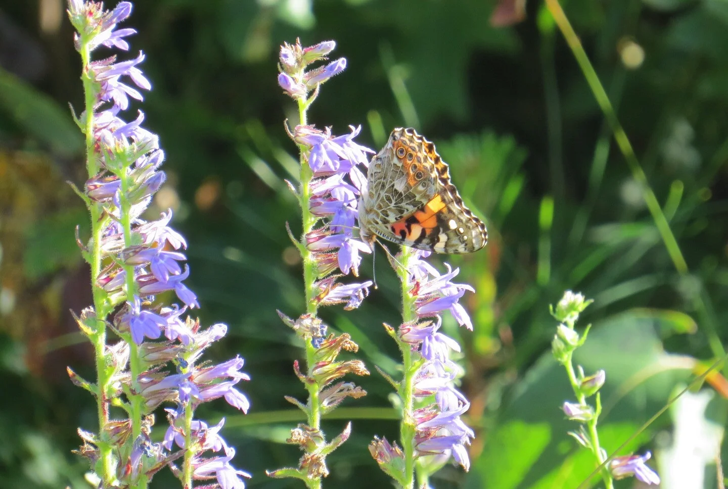 A Painted Lady butterfly pollinates the blossom of a Downy Lobelia. Photo by Betsy Washington.