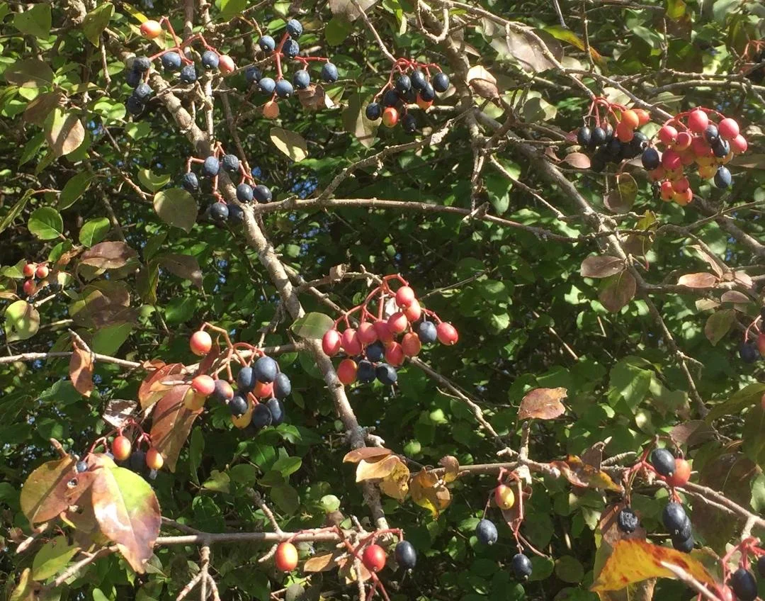 Plant of the Month September 2019: Blackhaw