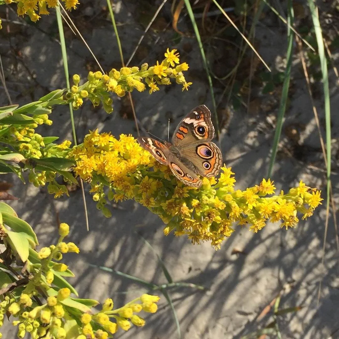 Buckeye Butterflies pollinating Coastal Goldenrod flowers. Photo by Betsy Washington