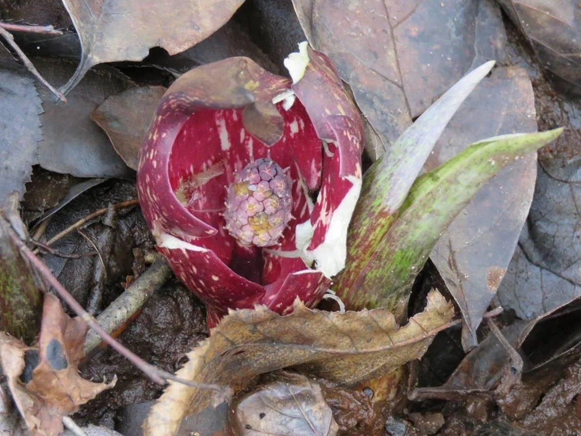 Field Trip in Hickory Hollow Natural Area 