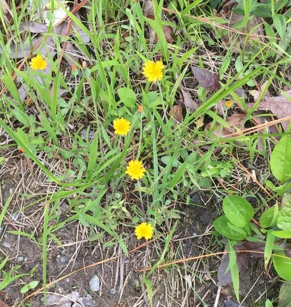 A WILD NATIVE DANDELION !!!