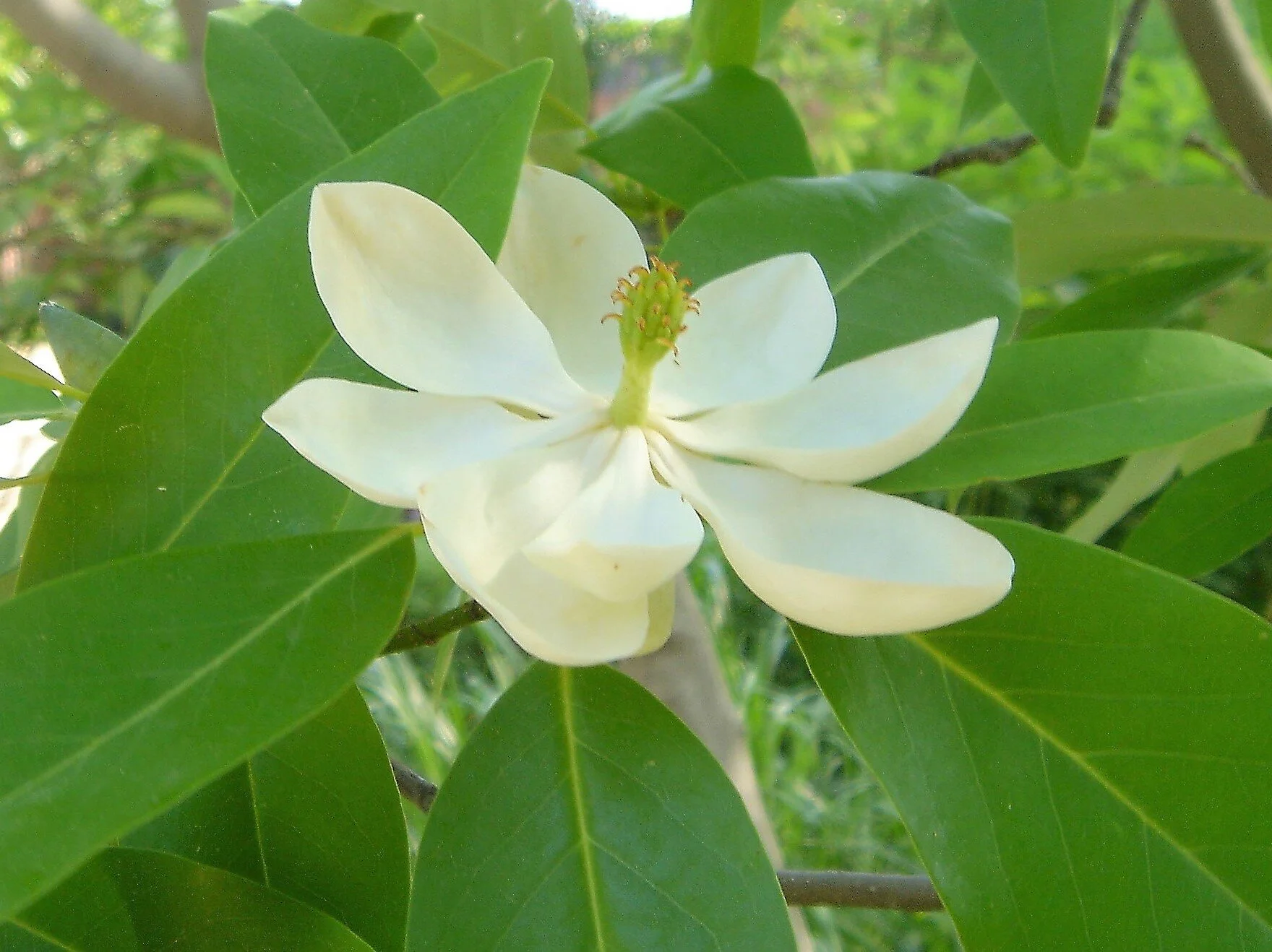 Plant Of The Month May 2020 Sweetbay Magnolia Northern Neck Native Plant Of The Month May 2020 Sweetbay Magnolia Northern Neck Native