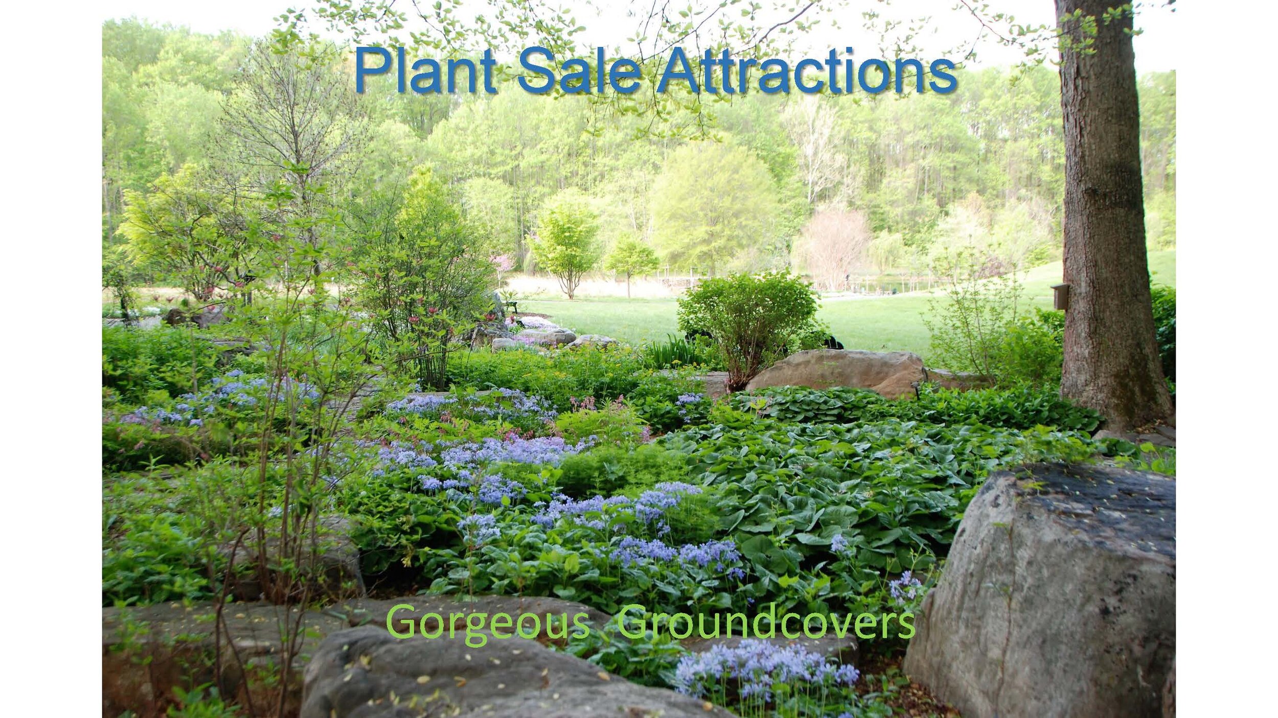 Plant Sale Attractions - Groundcovers_Page_01.jpg