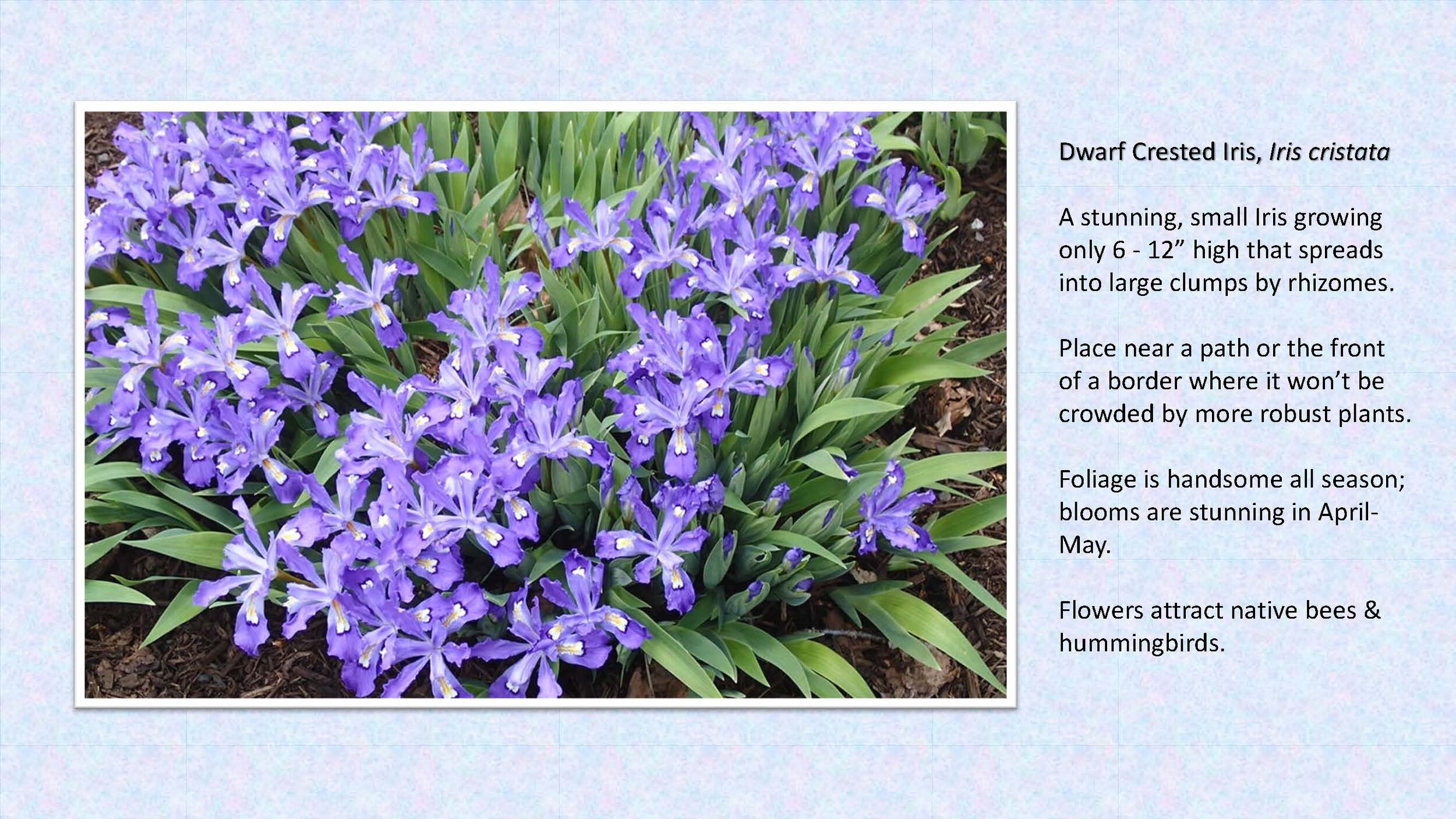 Plant Sale Attractions - Groundcovers_Page_07.jpg