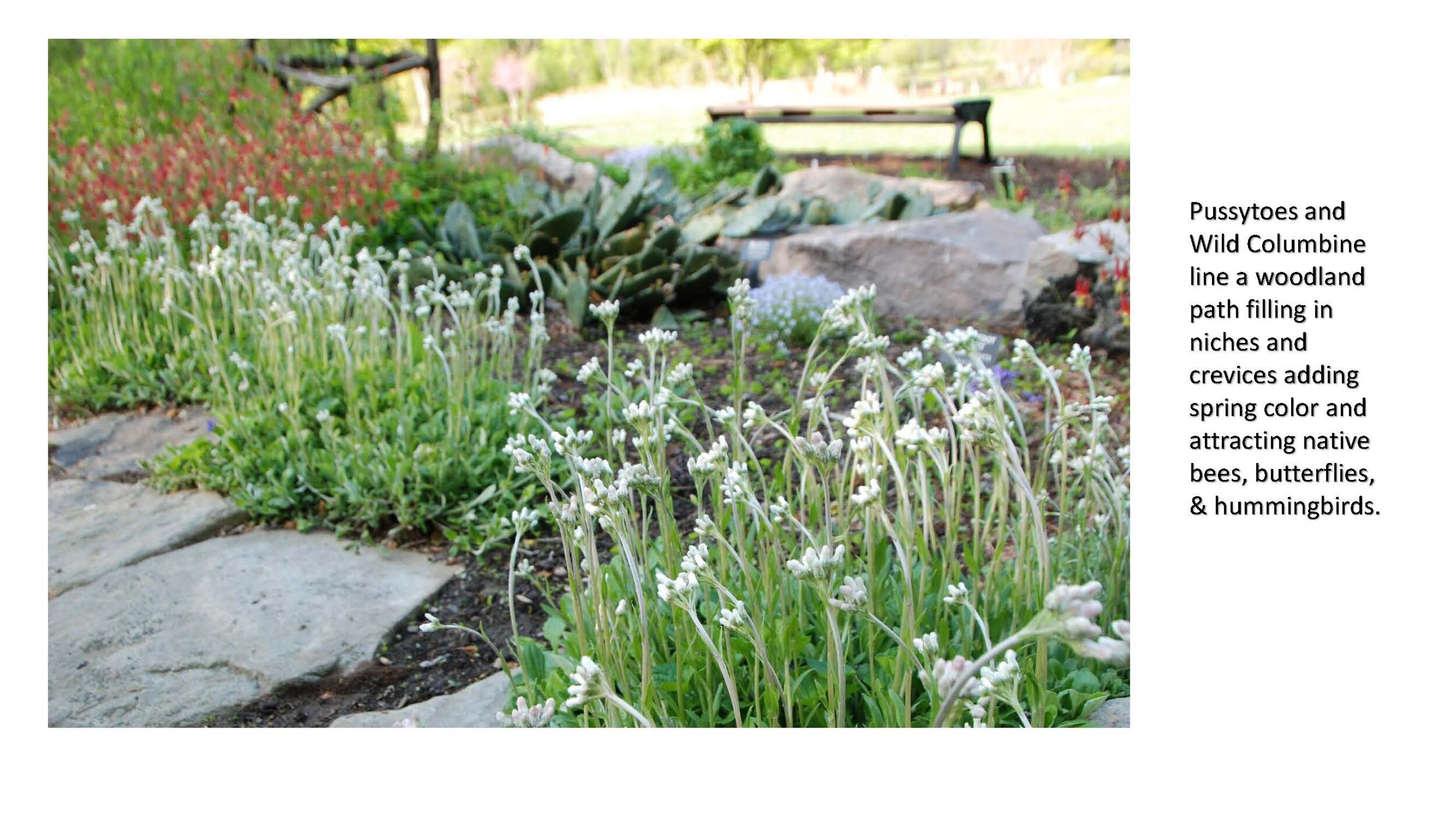 Plant Sale Attractions - Groundcovers_Page_09.jpg