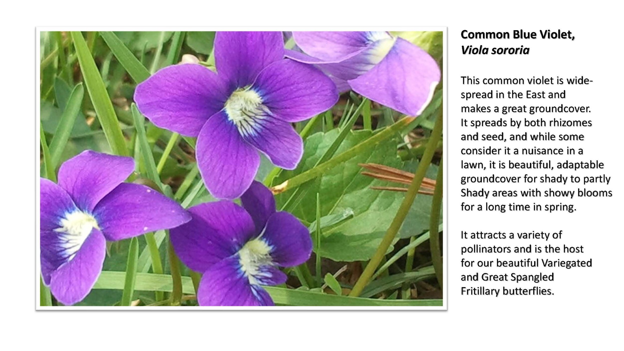 Plant Sale Attractions - Groundcovers_Page_17.jpg