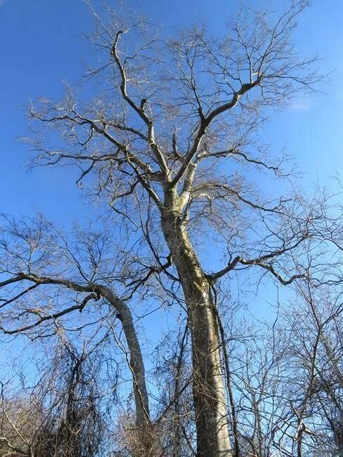 Plant of the Month February 2021: Common Hackberry