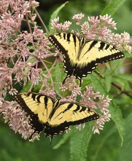Presentation, Resources and Handouts for Gardening for Pollinators by Betsy Washington