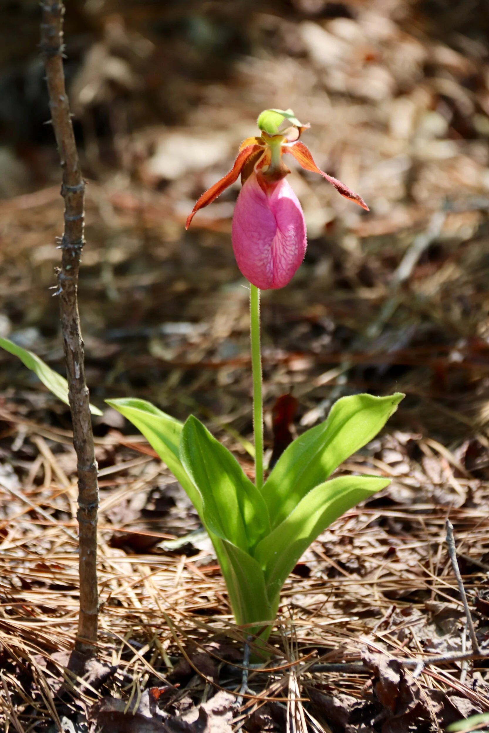 Wild Jewels of the Northern Neck
