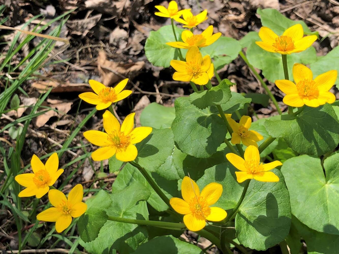 yellow marsh marigold