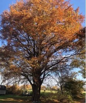 Plant of the Month November 2021: Baldcypress