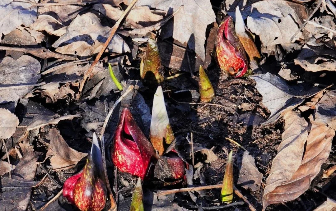 NNVNPS Hickory Hollow New Year’s Day Walk