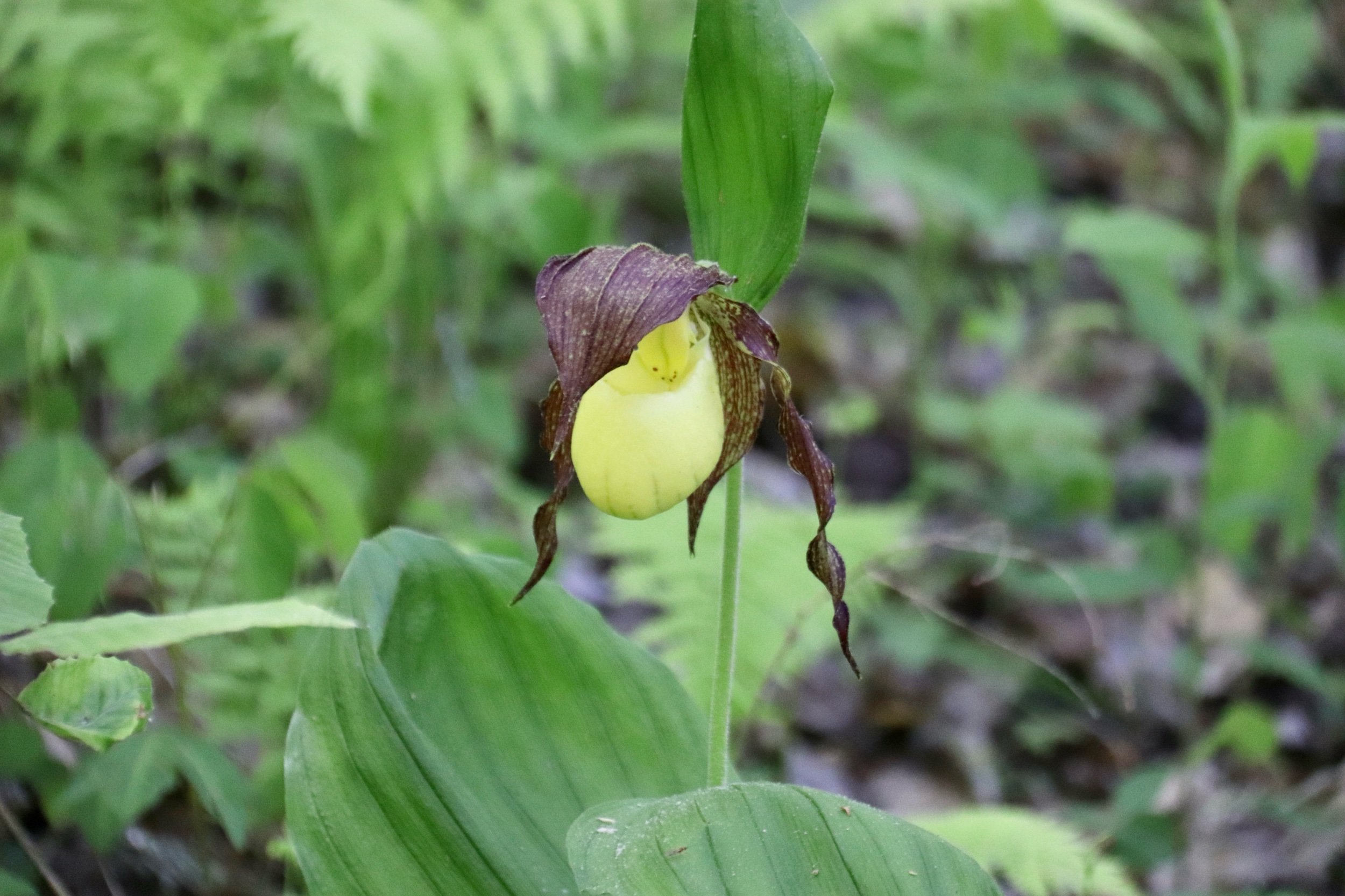 Scholarship Available from NNVNPS