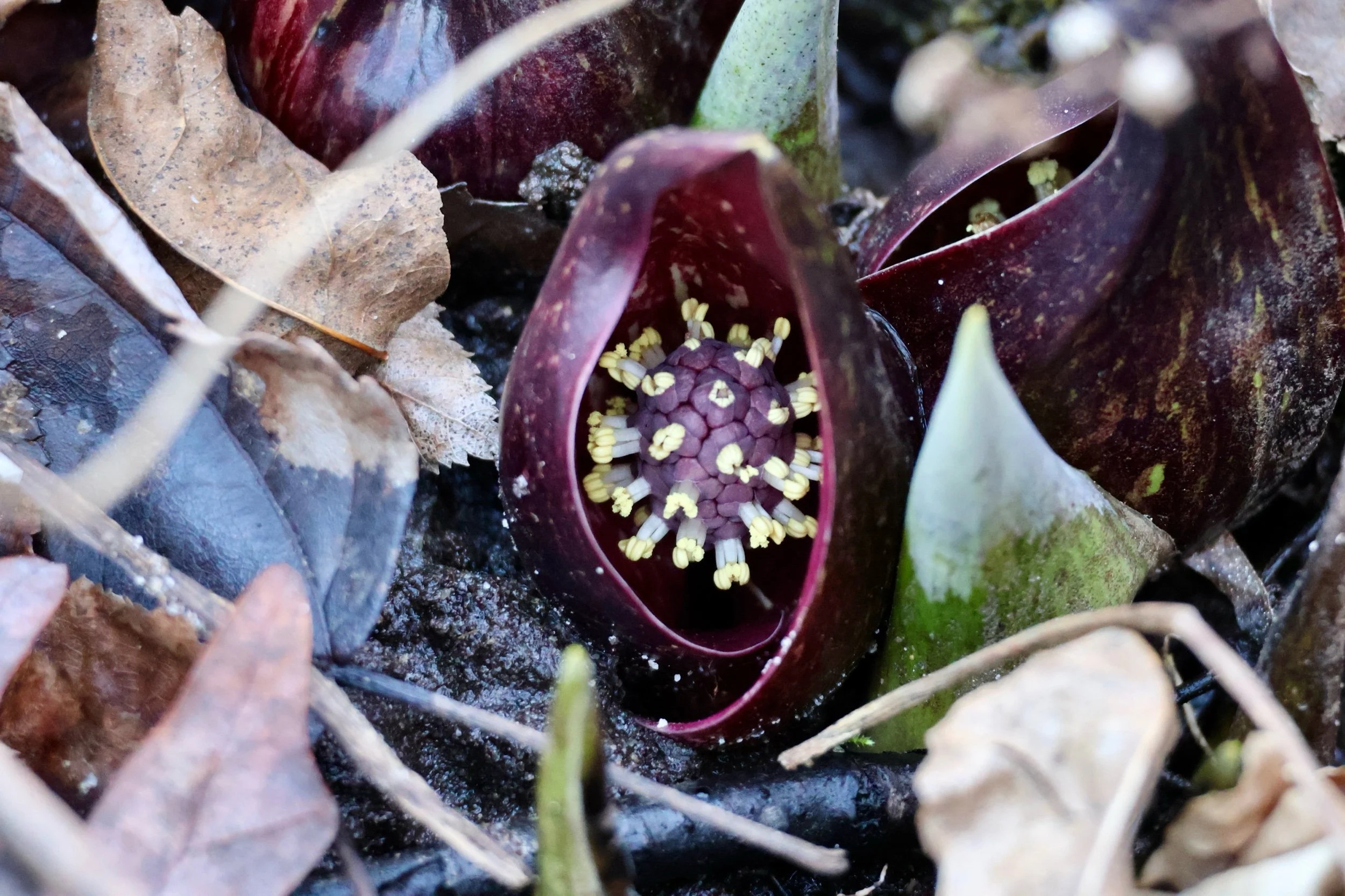 Re-Post: December 2020 Plant of the Month: Skunk Cabbage, Symplocarpus foetidus