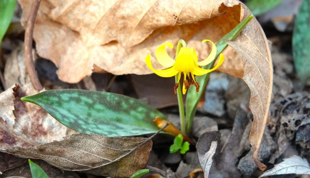 Spring Ephemerals VNPS Members Walk